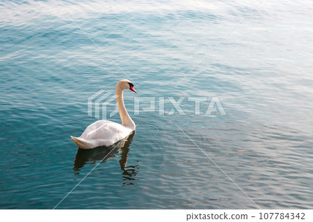 A swan that swims gracefully 107784342