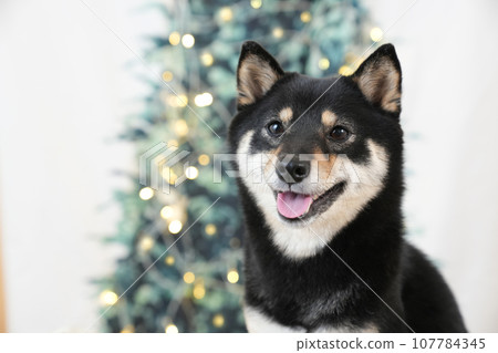 Christmas image: Christmas tree and smiling Kuroshiba bust up Christmas image: Christmas tree and smiling Kuroshiba bust up 107784345
