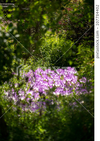 Various flowers that bloom on a clear autumn day are the flowers of the park that bloom at the foot of Mt. Kuzumi Various flowers that bloom on a clear autumn day are the flowers of the park that bloom at the foot of Mt. Kuzumi 107784402