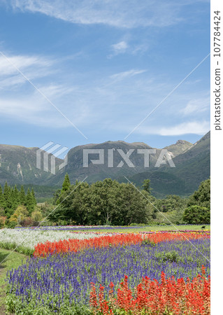 Various flowers that bloom on a clear autumn day are the flowers of the park that bloom at the foot of Mt. Kuzumi Various flowers that bloom on a clear autumn day are the flowers of the park that bloom at the foot of Mt. Kuzumi 107784424