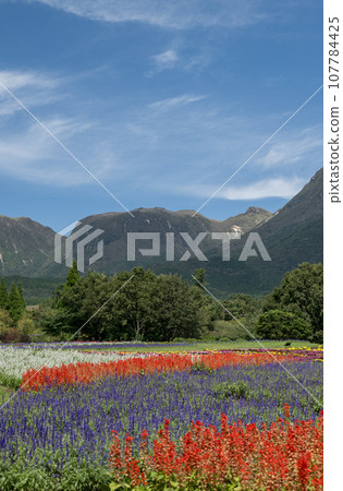 Various flowers that bloom on a clear autumn day are the flowers of the park that bloom at the foot of Mt. Kuzumi Various flowers that bloom on a clear autumn day are the flowers of the park that bloom at the foot of Mt. Kuzumi 107784425