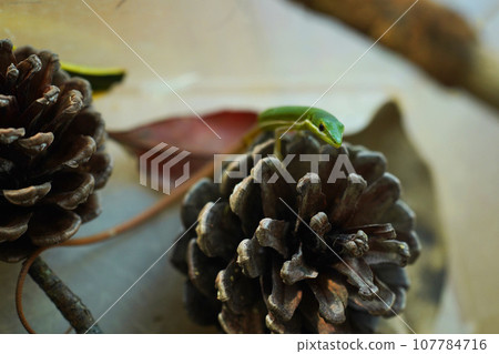 Ao Kana snake Ao Kana snake 107784716
