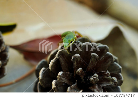 Ao Kana蛇 107784717