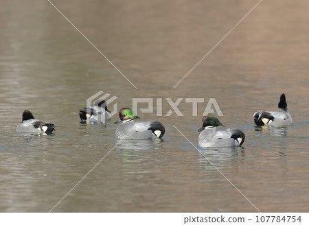 雄性蘆葦鴨在湖面上成群結隊 107784754