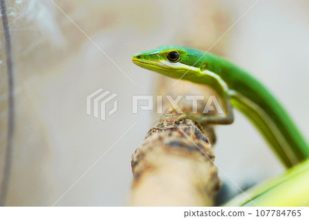 Ao Kana snake 107784765