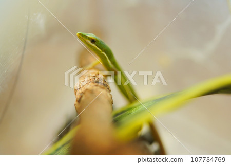 Ao Kana snake Ao Kana snake 107784769