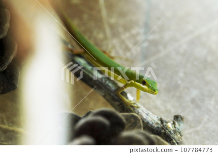 Ao Kana snake 107784773