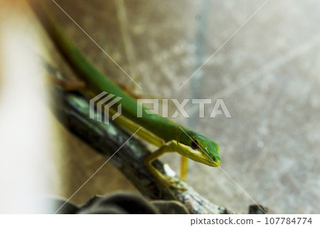 Ao Kana蛇 107784774