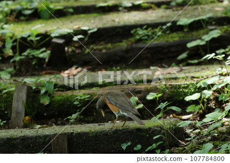 A summer bird of the highlands, the red-bellied bell A summer bird of the highlands, the red-bellied bell 107784800