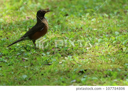 A summer bird of the highlands, the red-bellied bell A summer bird of the highlands, the red-bellied bell 107784806
