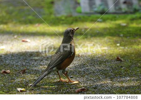 A summer bird of the highlands, the red-bellied bell 107784808