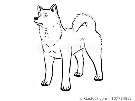 秋田犬站立姿勢的線條描圖 107784832