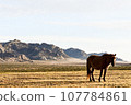 Mongolian prairie 107784861