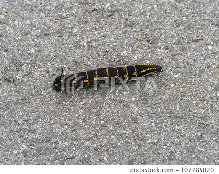 A larva of a sand sparrow crossing the road A larva of a sand sparrow crossing the road 107785020