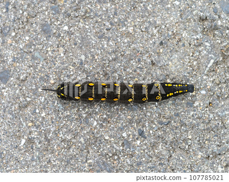 A larva of a sand sparrow crossing the road A larva of a sand sparrow crossing the road 107785021