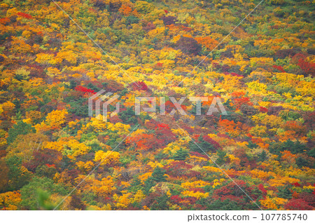 Autumn leaves as beautiful as a nishiki-e at Mt. Adatara 107785740