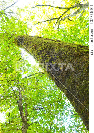 青森縣深浦町十二子山毛櫸天然林中自然生長的苔蘚 107786101