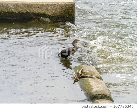 河鸕鶿在魚梯捕魚 河鸕鶿在魚梯捕魚 107786345
