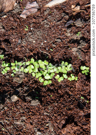 白菜發芽 107786789