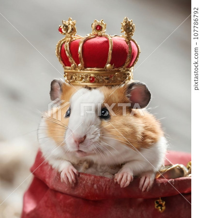 king hamster wearing a crown 107786792