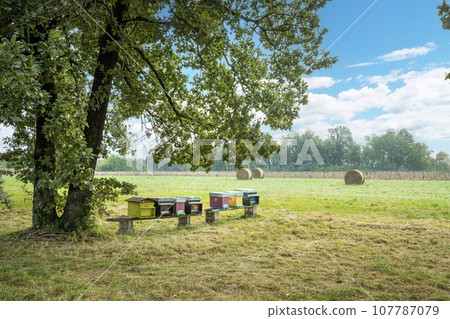 hives with bees hives with bees 107787079