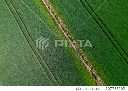 Aerial view Geometrical top view of green wheat corn field. Flying view of green corn seedlings. Corn tops in pattern. Agricultural landscape. Minimalist wallpaper cultivated land. Agrarian industry Aerial view Geometrical top view of green wheat corn field. Flying view of green corn seedlings. Corn tops in pattern. Agricultural landscape. Minimalist wallpaper cultivated land. Agrarian industry 107787205