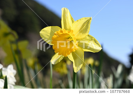 Daffodil Township on Awaji Island 107787668