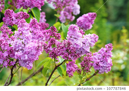 Lilac flowers branch. Floral background natural spring. Blossoming lilac flower bud. spring time color. Beautiful purple petal plant. Botanical flora Aesthetic mood Summer garden Lilac flowers branch. Floral background natural spring. Blossoming lilac flower bud. spring time color. Beautiful purple petal plant. Botanical flora Aesthetic mood Summer garden 107787846