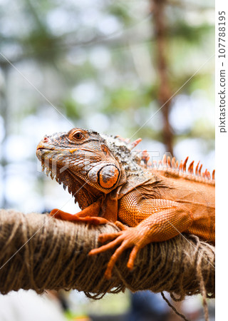 Orange iguana sitting on a branch in zoo in vietnam Orange iguana sitting on a branch in zoo in vietnam 107788195