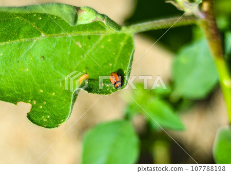 Colorado potato beetle larva eating a potato leaf 107788198