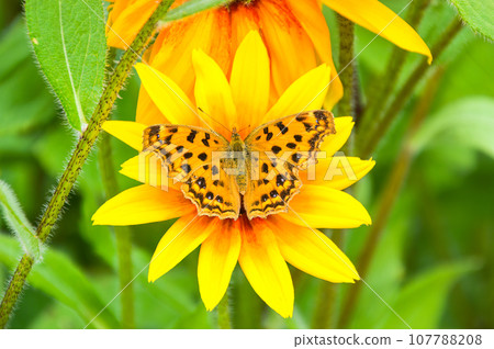 Polygonia c-album, the comma butterfly on Rudbeckia hirta flower. Russian Far East. 107788208