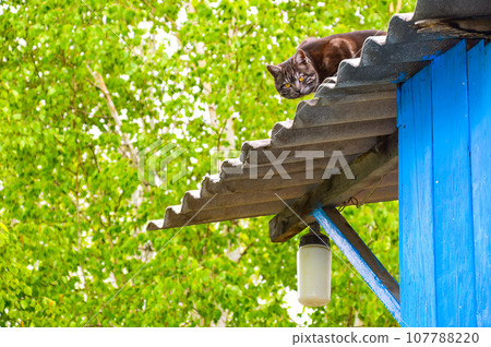 Dark gray cat hunting a bird from the roof with streetlight of the house 107788220