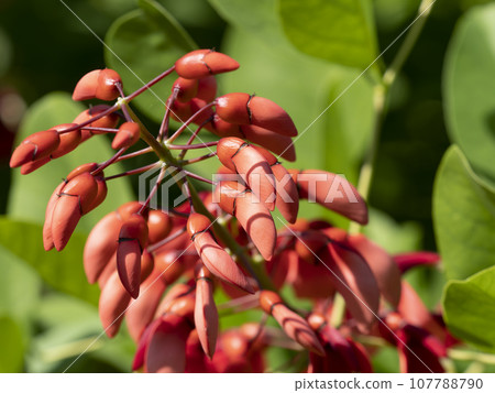 鮮紅色的美國 Deigo 花 鮮紅色的美國 Deigo 花 107788790