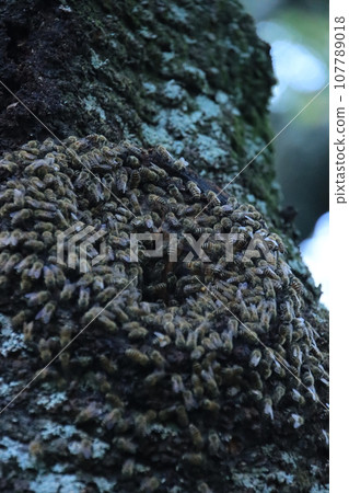 Oiso, Shonandaira, Mt. Koma, a large swarm of bees building a nest in a cherry tree Oiso, Shonandaira, Mt. Koma, a large swarm of bees building a nest in a cherry tree 107789018
