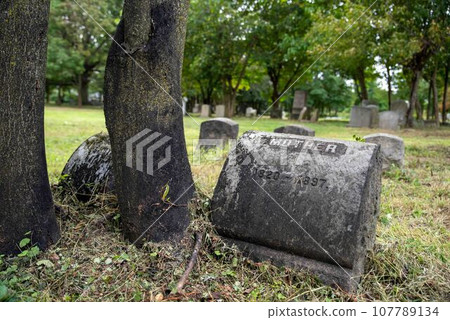 Victorian cemetery MOTHER headstone by tree abandoned grassy graveyard Victorian cemetery MOTHER headstone by tree abandoned grassy graveyard 107789134