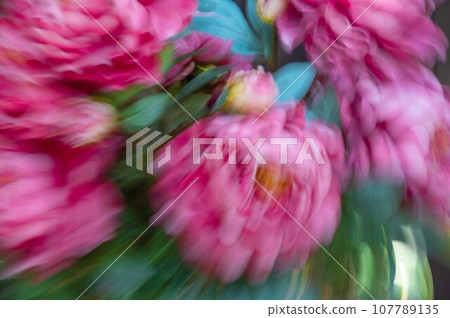 Big lush pink garden roses background with impressionist motion blur Big lush pink garden roses background with impressionist motion blur 107789135
