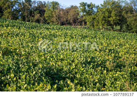 Idyllic view of ripening soybean field on Pennsylvania farm Idyllic view of ripening soybean field on Pennsylvania farm 107789137