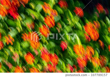 Abstract red green floral nature background ICM colorful softness Abstract red green floral nature background ICM colorful softness 107789157