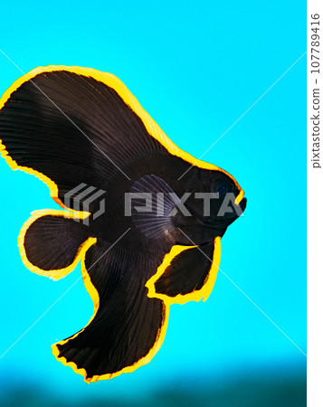 young red kukuri fish 107789416