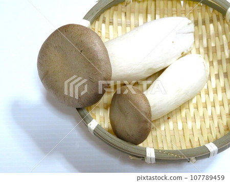 king oyster mushroom 107789459
