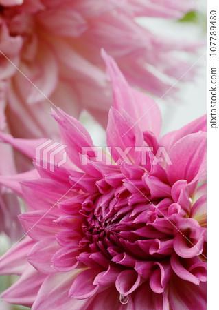 達利亞盛開 107789480