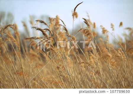 Natural background of yellow reeds against sky. selective focus 107789630