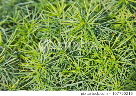 Autumn leaves Kokia 107790216