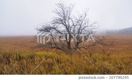 深秋時節，霧峰屋島濕地綠草如茵，秋葉繁茂 107790295