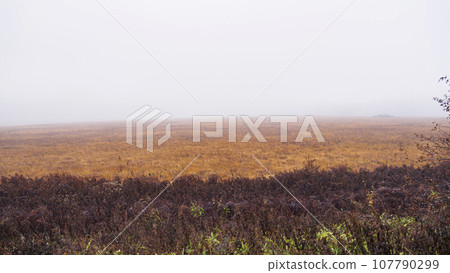 Kirigamine's Yashima Wetland with grass and autumn leaves in late autumn 107790299