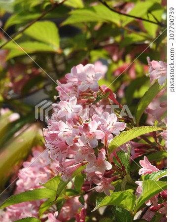 閃爍的蝸牛花 107790739