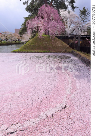青森縣弘前市下白金町弘前公園，弘前城外護城河內的花排，周圍環繞著成排的櫻花樹和大手門前的紅色垂枝櫻花。 107790782