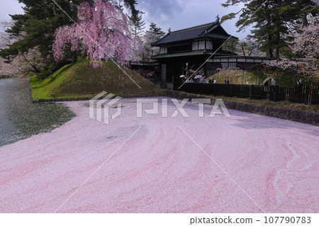 青森縣弘前市下白金町弘前公園，弘前城外護城河內的花排，周圍環繞著成排的櫻花樹和大手門前的紅色垂枝櫻花。 107790783