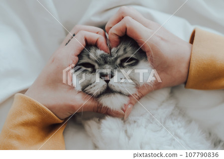 Close Up view of woman holding her lovely fluffy cute cat face and making a heart shape 107790836