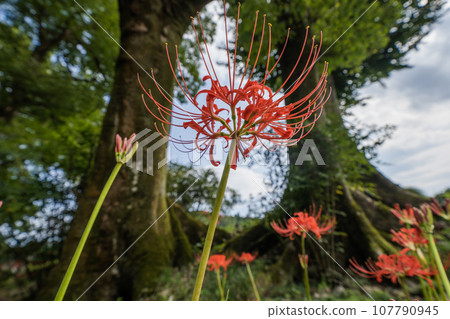 九里宮一景，這是慶子天皇的弟弟公主（乙姫）在《日本書紀》中拜訪美濃時的傳奇之地。 107790945